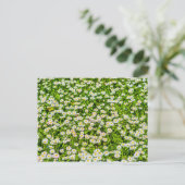 デイジーの花 ポストカード (スタンド正面)