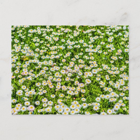 デイジーの花 ポストカード (正面)