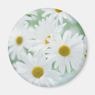 デイジーの花 マグネット