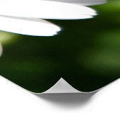 デイジーの花、液滴 ポスター (角)