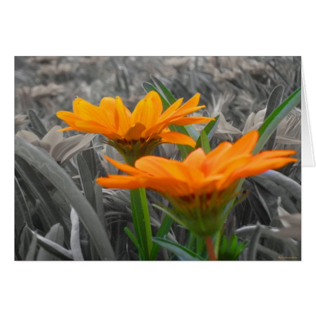 デイジーカード (正面横)