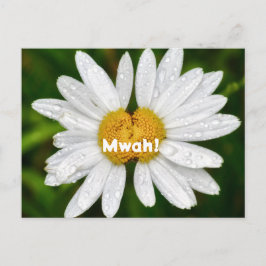 デイジーキッス バースデー バレンタイン ラブ グリーティング ポストカード