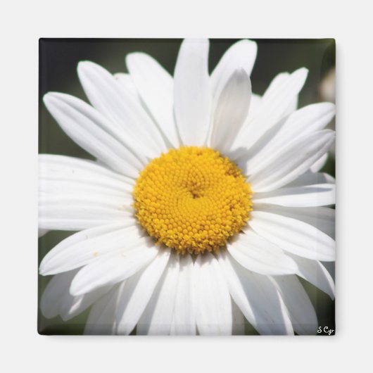 デイジーダーリング マグネット (正面)