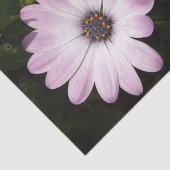 デイジーティッシュペーパー 薄葉紙 (詳細)