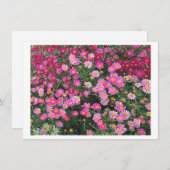 デイジーピンク (正面/裏面)