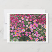 デイジーピンク (正面)