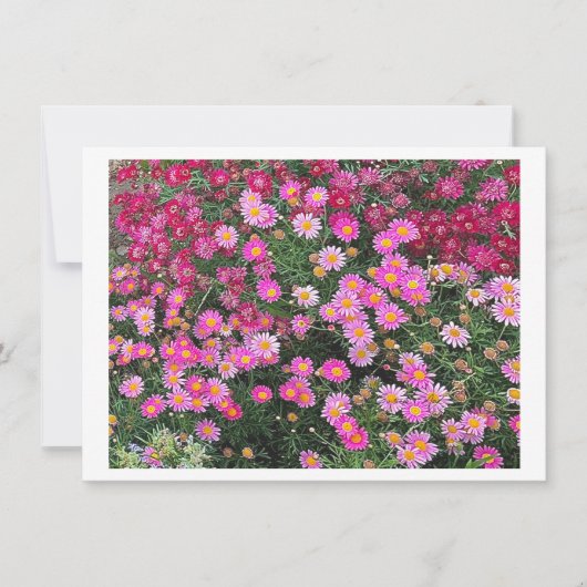 デイジーピンク (正面)