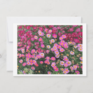 デイジーピンク