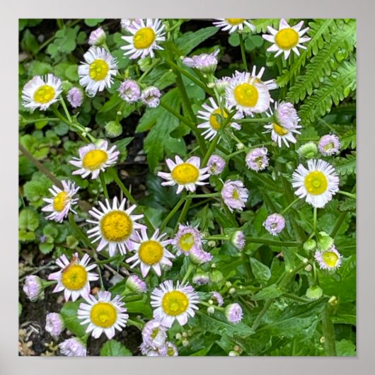 デイジーフォトポスター ポスター (正面)
