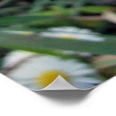 デイジーフラバネポスター ポスター (角)