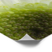 デイジーフラワーオンブラック ポスター (角)