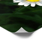 デイジーフラワーフォトポスター ポスター (角)