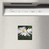 デイジープロファイル マグネット (インサイチュ (食洗機))