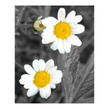 デイジーポスター