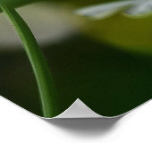 デイジーポスター ポスター (角)