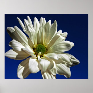 デイジーポスター ポスター