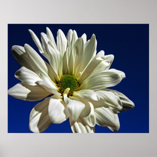 デイジーポスター ポスター (正面)