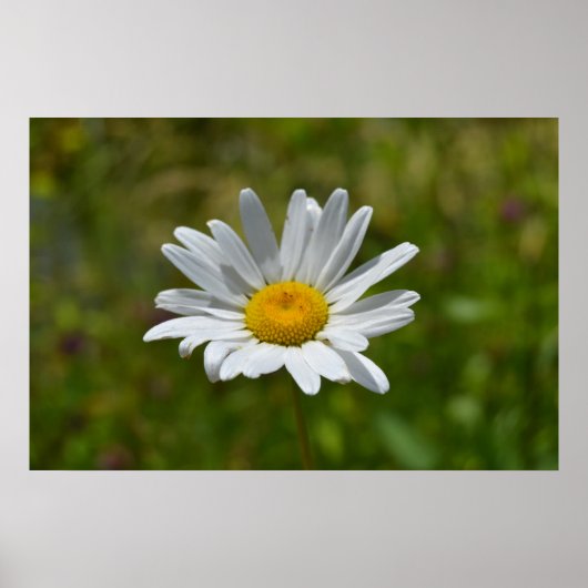 デイジーポスター ポスター (正面)