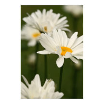 デイジーポスター