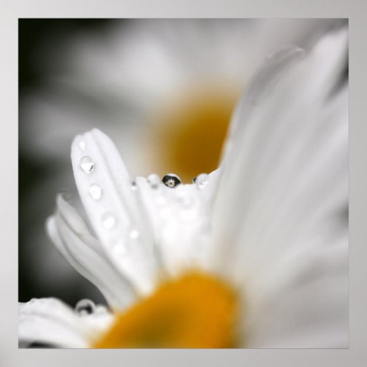 デイジーポスター ポスター (正面)