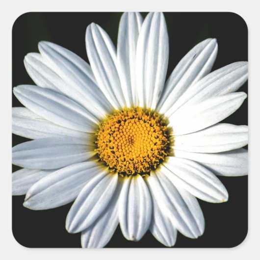デイジーメーステッカー スクエアシール (正面)