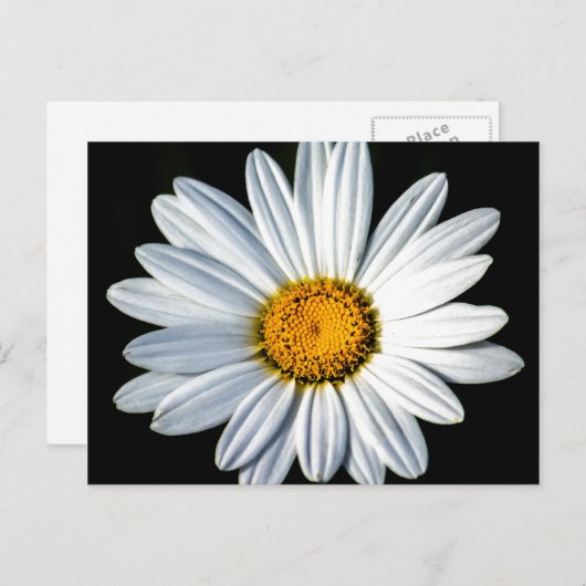 デイジーメーポストカード ポストカード (正面/裏面)