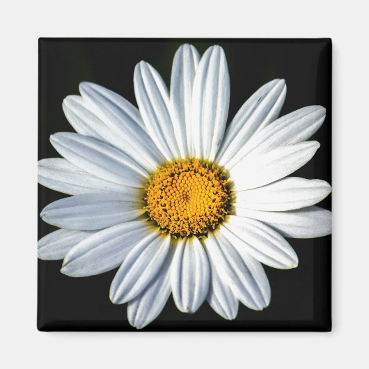 デイジーメーマグネット マグネット (正面)