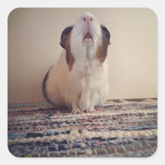 デイジーモルモット スクエアシール