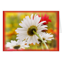 デイジーライト