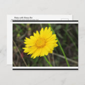 デイジー付きビーハガキ ポストカード (正面/裏面)