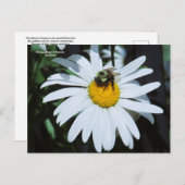 デイジー付ベビー(昆虫)マルハナバチ ポストカード (正面/裏面)