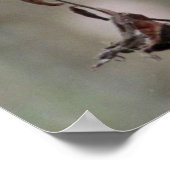 デイジー写真 ポスター (角)