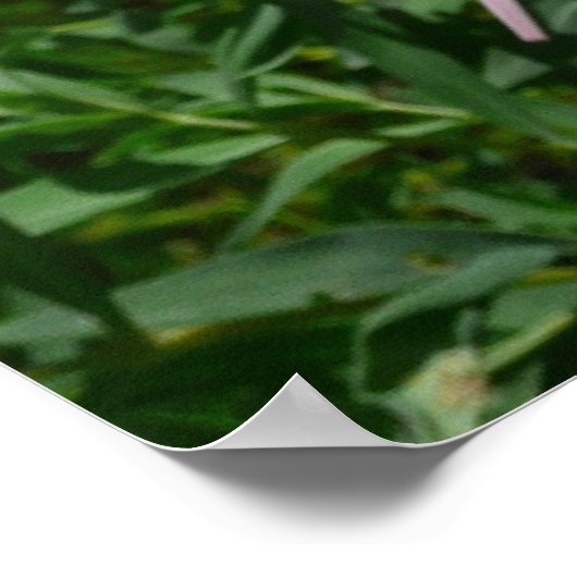 デイジー及びシギ ポスター (角)