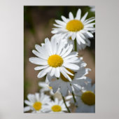 デイジー春 ポスター (正面)