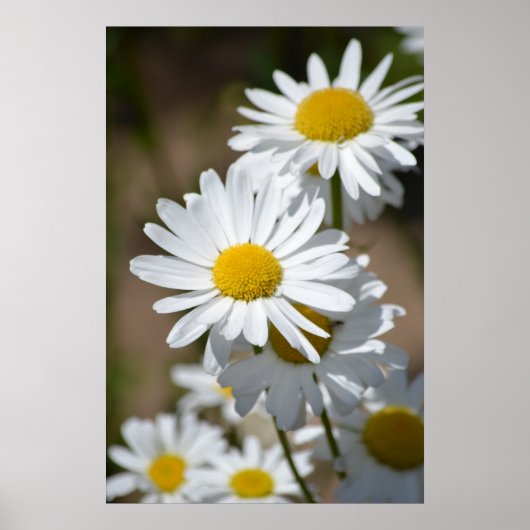 デイジー春 ポスター (正面)