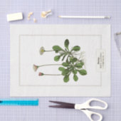デイジー植物イラストレーション1885ティッシュペーパー 薄葉紙 (クラフト)