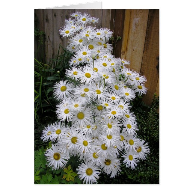 デイジー滝 (正面)