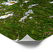 デイジー畑アラスカン野花 ポスター (角)