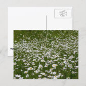 デイジー畑アラスカン野花 ポストカード (正面/裏面)