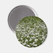 デイジー畑アラスカン野花 マグネット (正面/裏面)