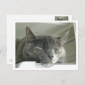 デイジー睡眠 ポストカード (正面/裏面)