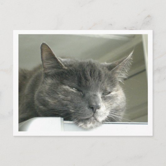 デイジー睡眠 ポストカード (正面)