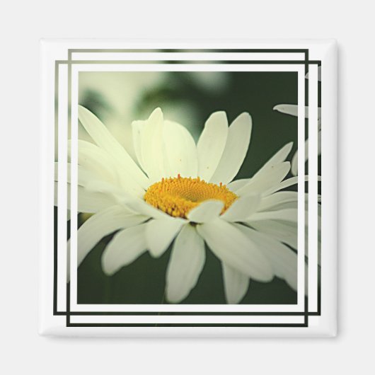 デイジー磁石 マグネット (正面)