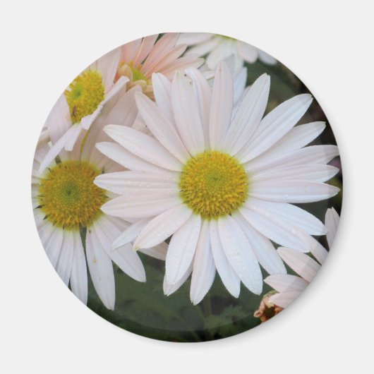 デイジー磁石 マグネット (正面)