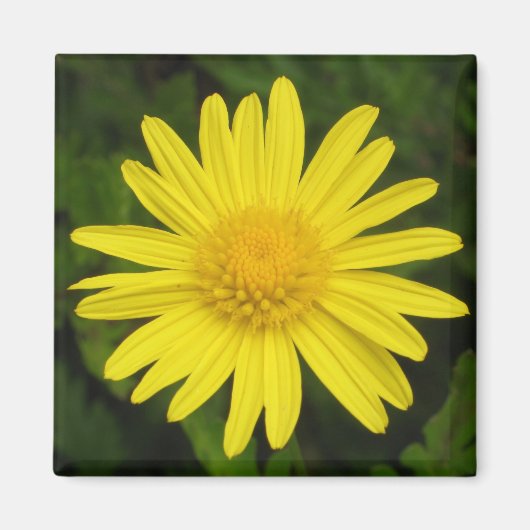 デイジー磁石 マグネット (正面)