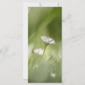 デイジー自然フォトカード (正面)