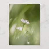 デイジー自然写真 シーズンポストカード (正面)