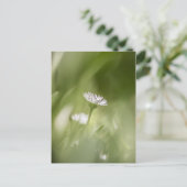 デイジー自然写真 シーズンポストカード (スタンド正面)