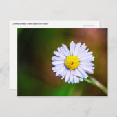 デイジー花はがき ポストカード (正面/裏面)