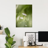 デイジー花自然写真 ポスター (ホームオフィス)